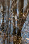 Southern spicebush <BR>Pondberry